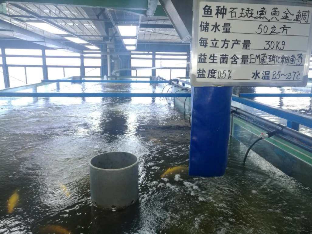 石斑鱼养殖水项目